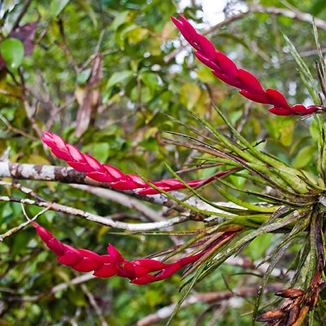 AMAZONAS 4_selva mosaico galeria_MG_3603.jpg